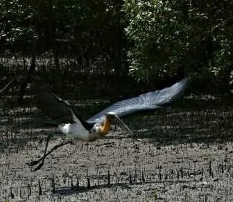 Sundarban forest tour