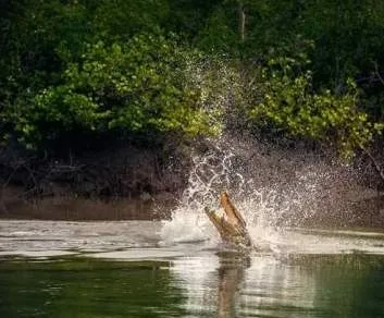 sundarban tour 2021