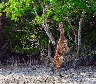 Sundarban Day Trip