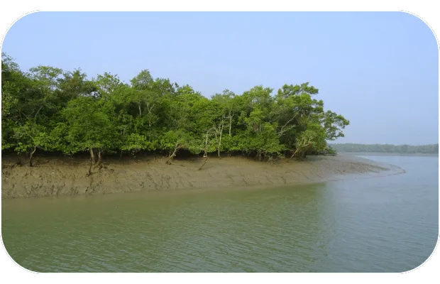 sundarban-packages-pic-1 Scenic view of Sundarban mangrove forest along the riverbank under a clear blue sky.