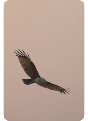 sundarban-packages-pic-2 A majestic bird of prey flying high over the Sundarban delta.
