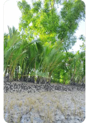 sundarban-packages-pic-3 Close-up of mangrove roots and lush green vegetation in Sundarban National Park.
