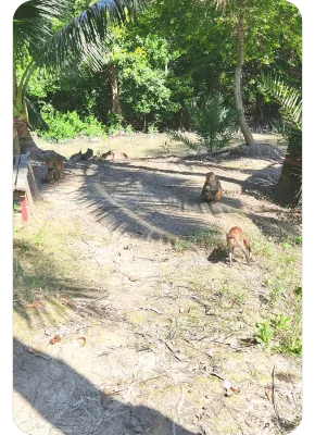 sundarban-packages-pic-4 A narrow forest trail inside the Sundarbans, showing the natural habitat of wild animals.