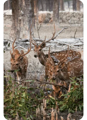sundarban-packages-pic-5-1 Spotted deer (Chital) roaming in their natural habitat within the Sundarban forest.