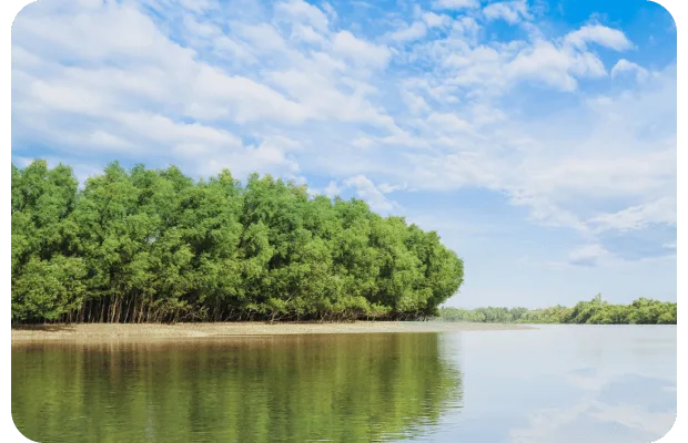 sundarban-packages-pic-6 Panoramic landscape of dense green mangroves reflected in the calm waters of Sundarban.