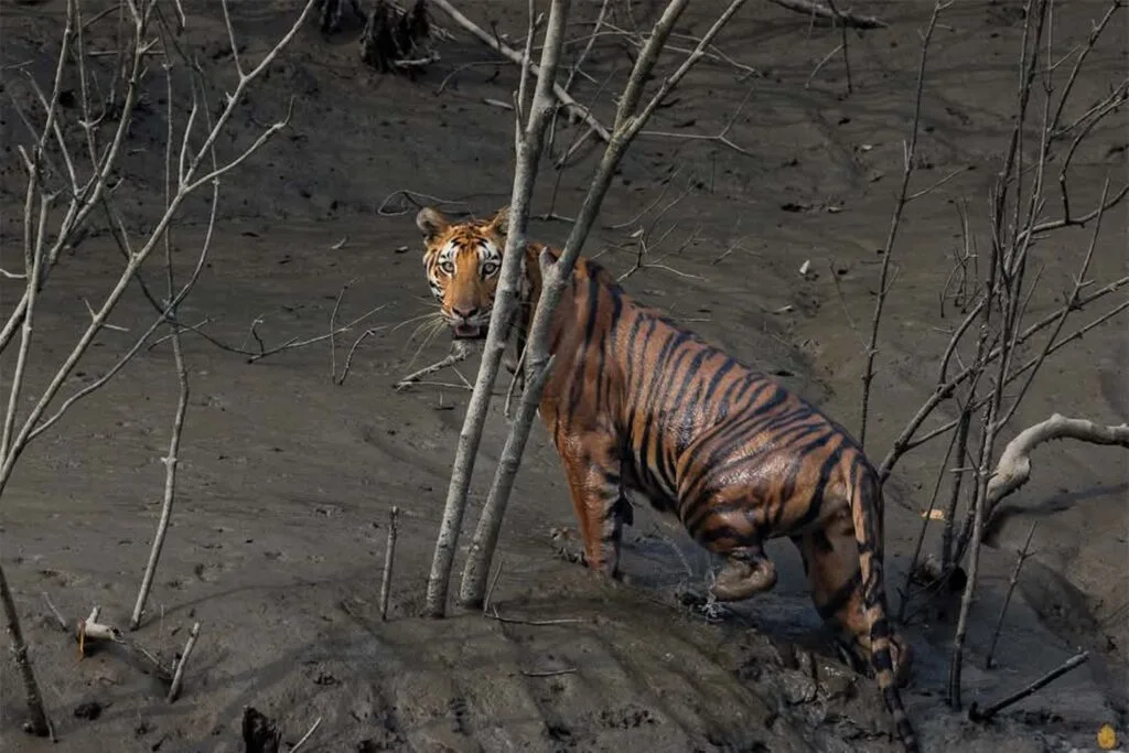 Close-up of a Royal Bengal Tiger in Sundarban National Park
