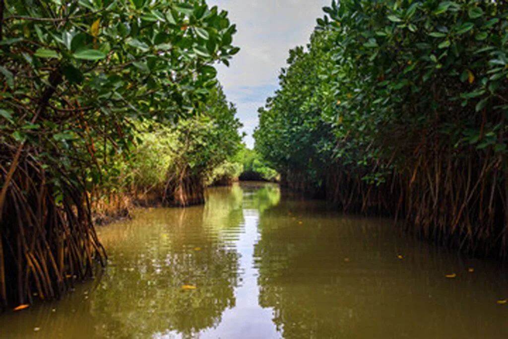 Scenic mangrove water channel in Sundarbans, the largest forest in India