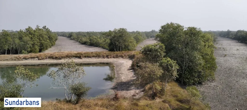 Aerial view of the lush green Sundarban National Park mangrove forest