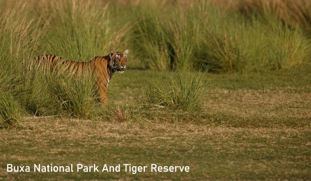 Royal Bengal Tiger at Buxa National Park and Tiger Reserve