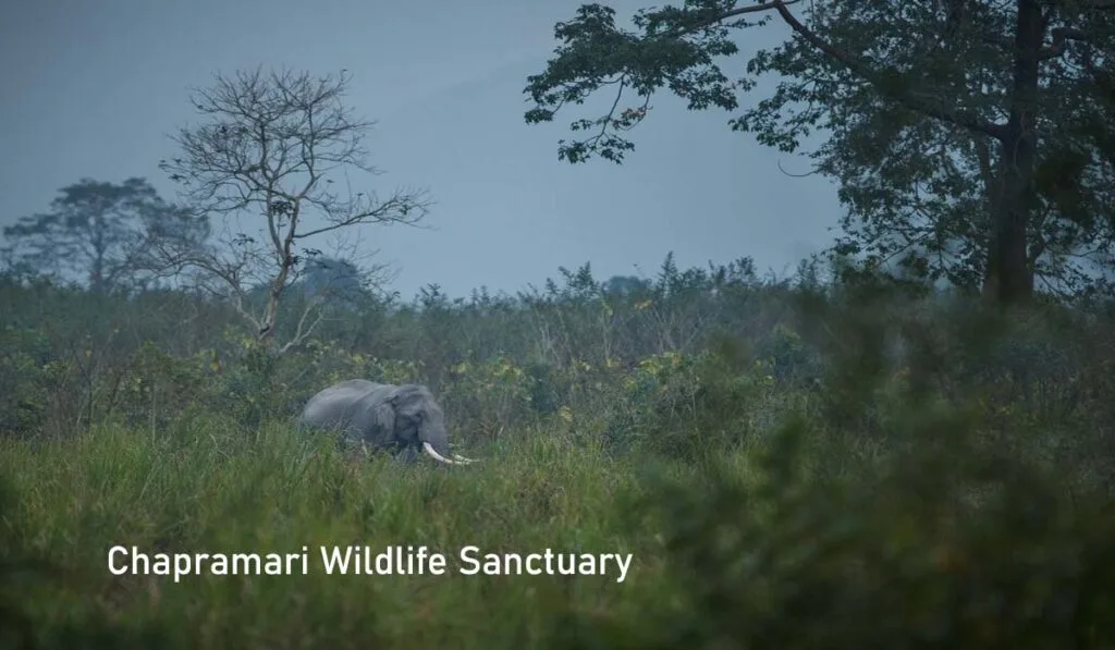 Wild elephant at Chapramari Wildlife Sanctuary West Bengal