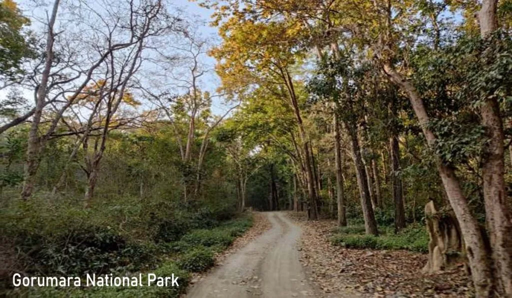 Gorumara National Park forest road and wildlife habitat