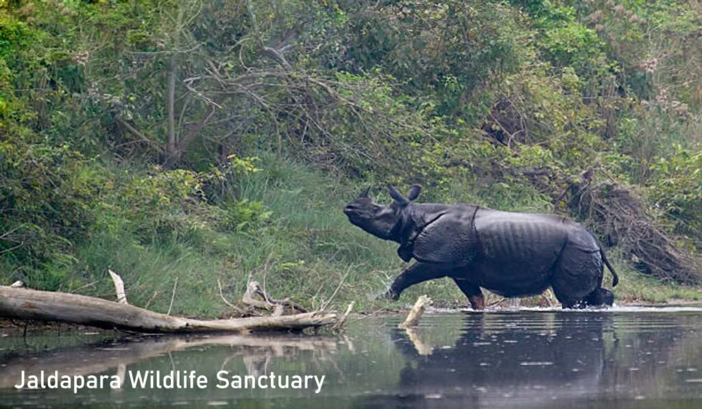 One-horned rhinoceros at Jaldapara National Park West Bengal