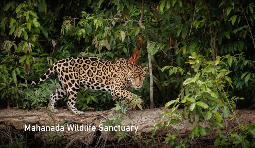 Leopard at Mahananda Wildlife Sanctuary North Bengal