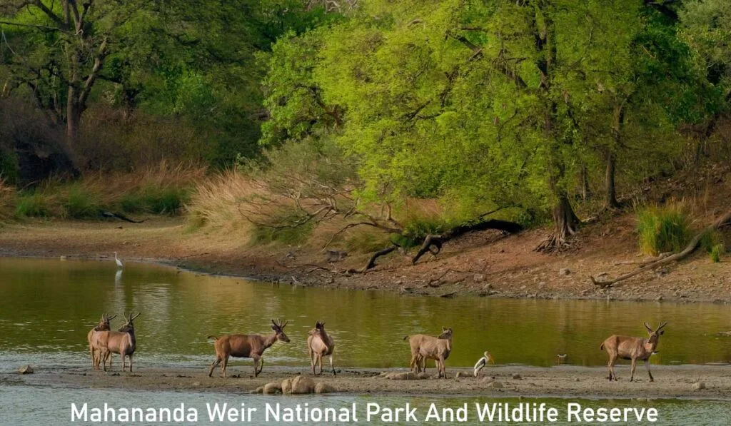 Spotted deer at Mahananda Weir Wildlife Reserve