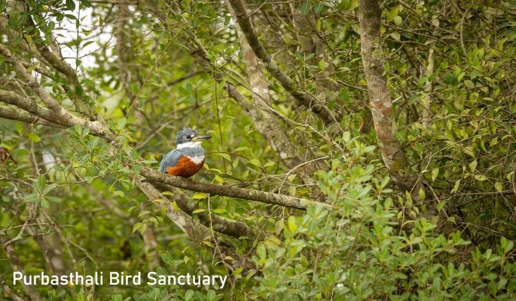 Kingfisher bird at Purbasthali Bird Sanctuary