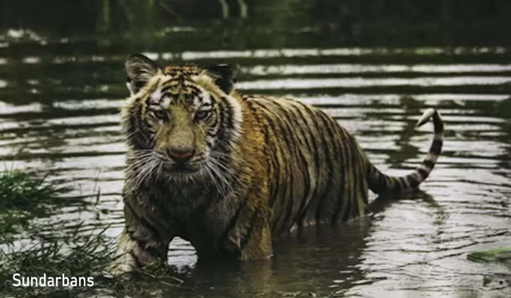 Royal Bengal Tiger in Sundarban National Park