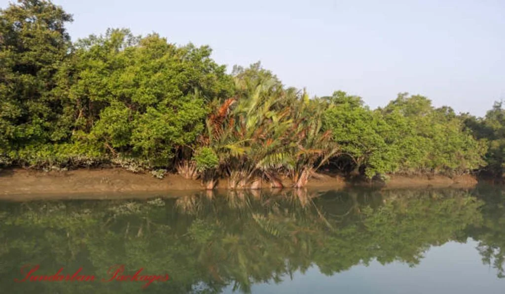A scenic view of Sundarban mangrove forest with a river safari boat.