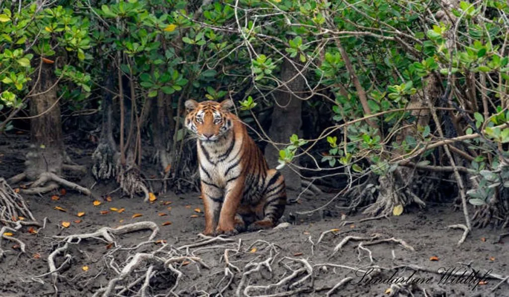 A Royal Bengal Tiger spotted near the river bank in Sundarban National Park.