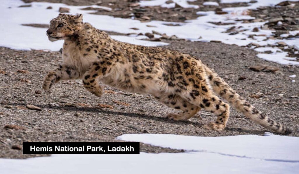 Hemis National Park, Ladakh