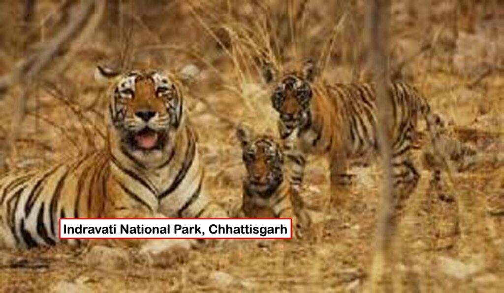 Indravati National Park, Chhattisgarh