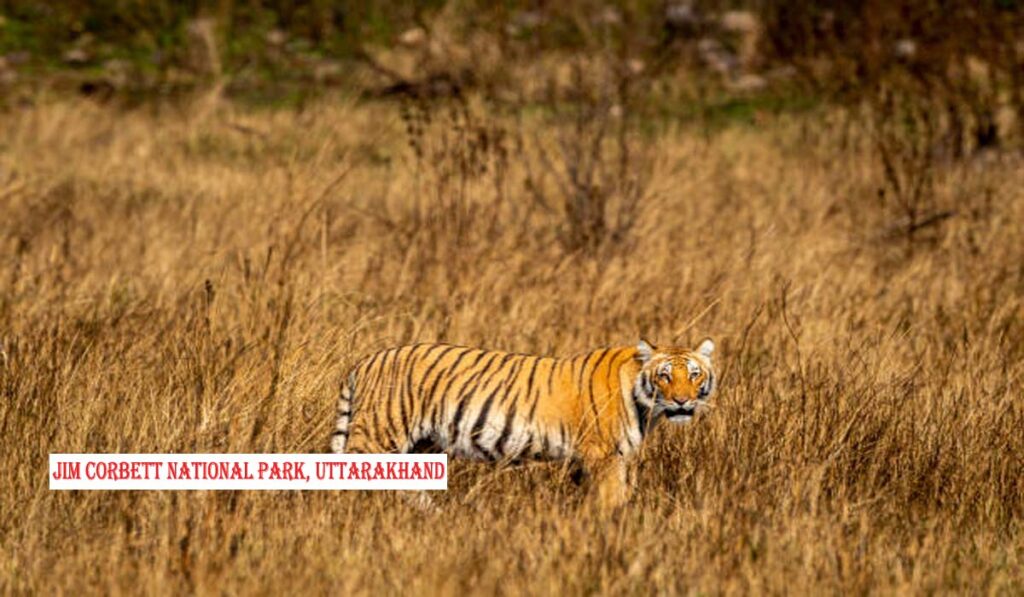 Jim Corbett National Park, Uttarakhand