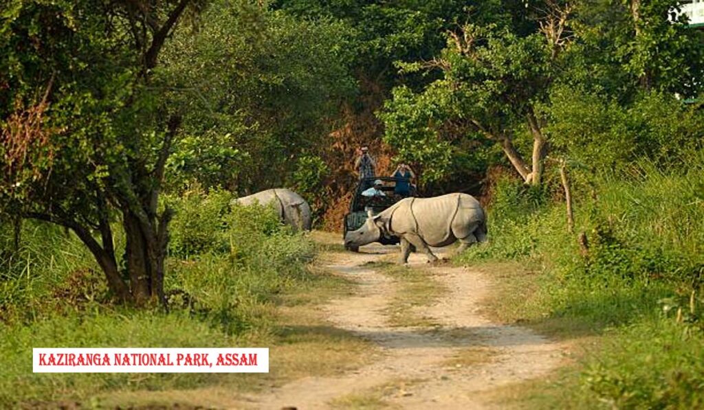 Kaziranga National Park, Assam
