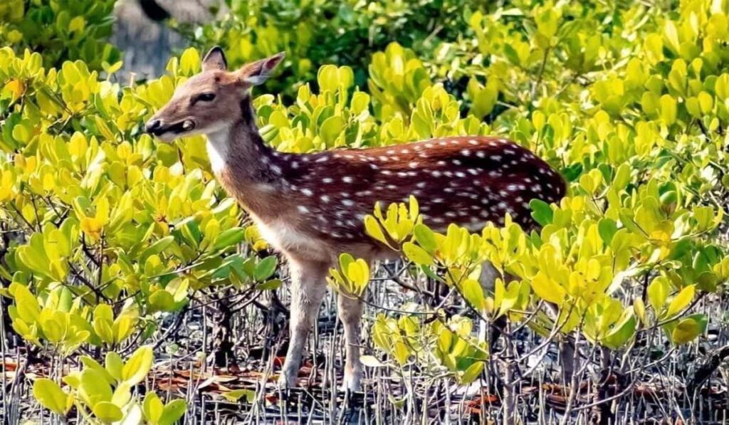 5 Reasons Why the Sundarbans Should Be Your Next Travel Destination