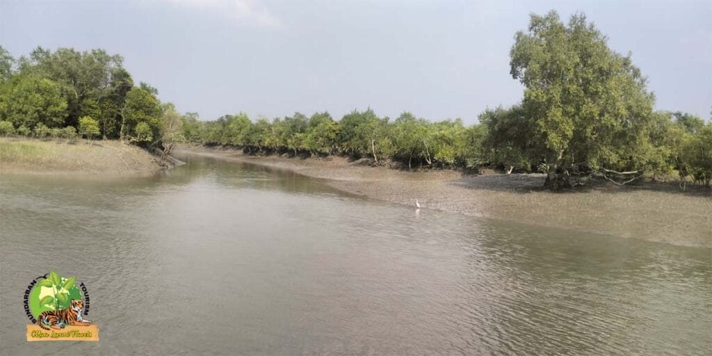 A sercne view of tha Sundarbans mangroves wilderness and river during the morning