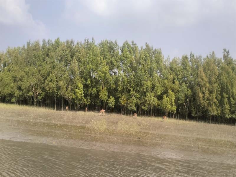 Grazing in the Sundrbans mangrove forest captured by Biswanath Naskar.