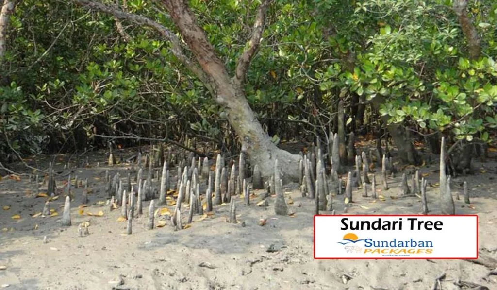 Sundari Tree In Sundarban
